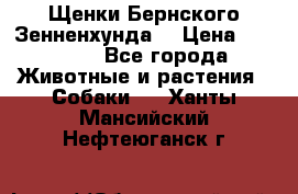 Щенки Бернского Зенненхунда  › Цена ­ 40 000 - Все города Животные и растения » Собаки   . Ханты-Мансийский,Нефтеюганск г.